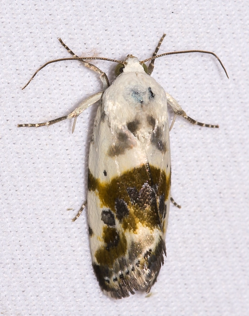 Ponometia candefacta - parlagfűbagoly