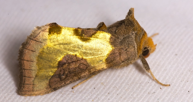 Diachrysia chrysitis - aranybagoly