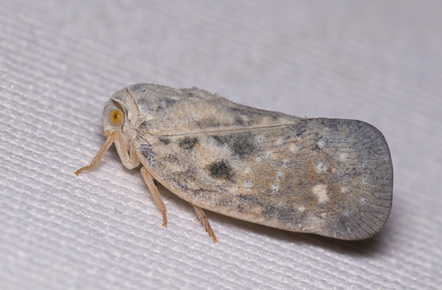 Metcalfa pruinosa - amerikai lepkekabóca