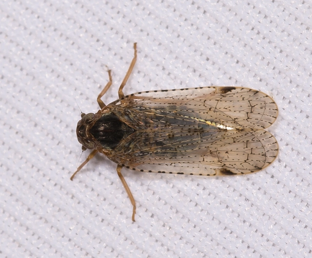 Cixius