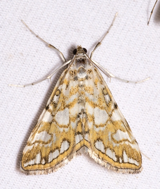 Elophila nymphaeata - tarka vízimoly