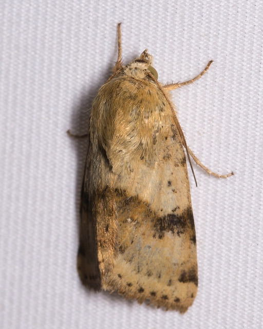 Heliothis viriplaca - mácsonyabagoly