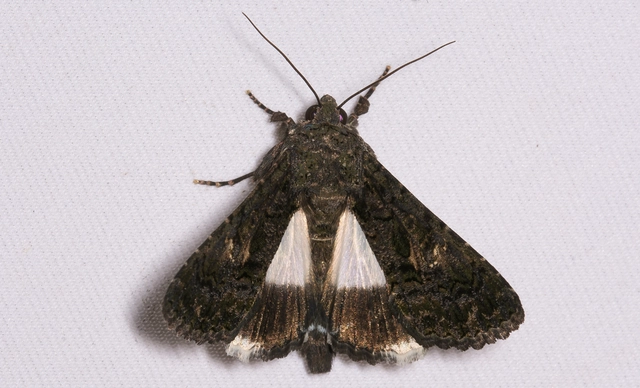 Anophia leucomelas - déli folyófűbagoly