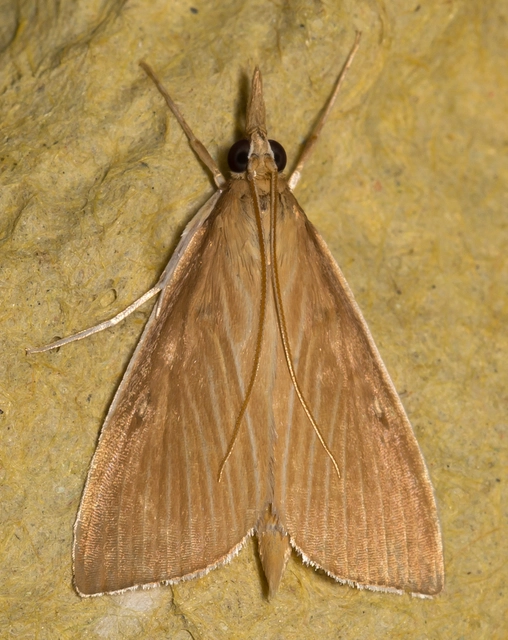 Sclerocona acutellus - hegyesszárnyú tűzmoly