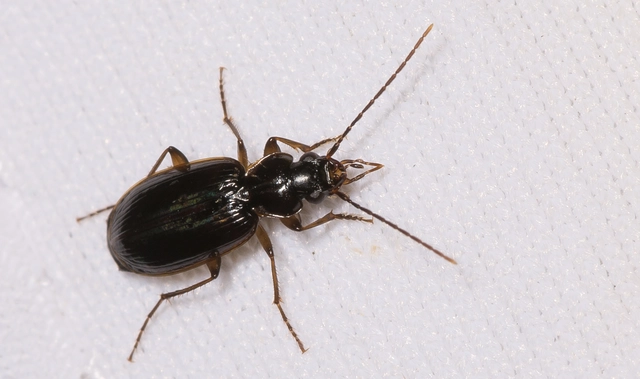 Badister dilatatus - fekete posványfutonc