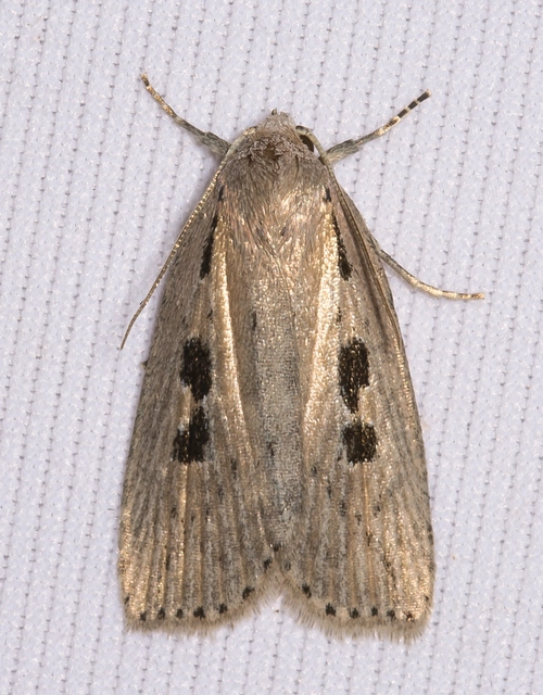 Chilodes maritima - négyfoltos nádibagoly