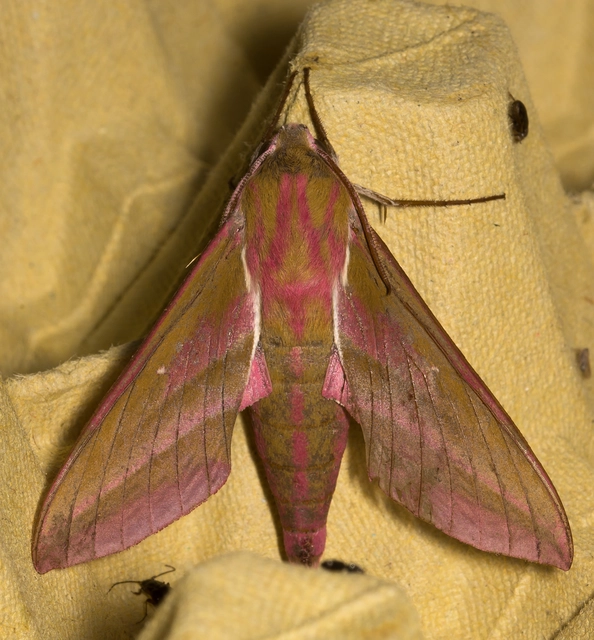 Deilephila elpenor - szőlőszender