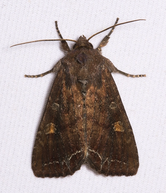 Lacanobia oleracea - saláta-kertibagoly