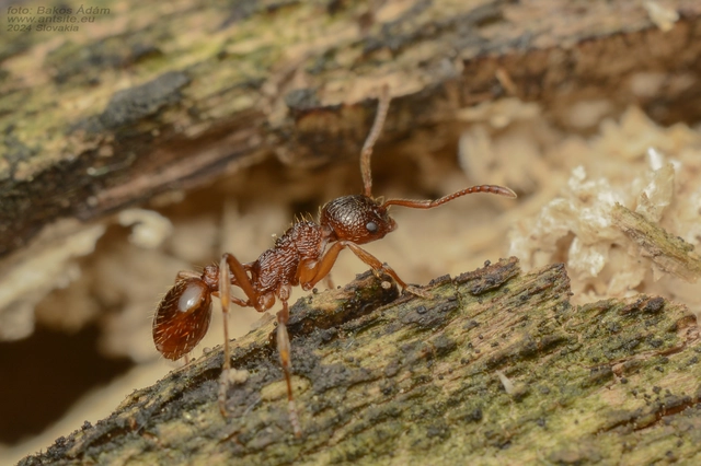 Myrmica ruginodis - erdei bütyköshangya