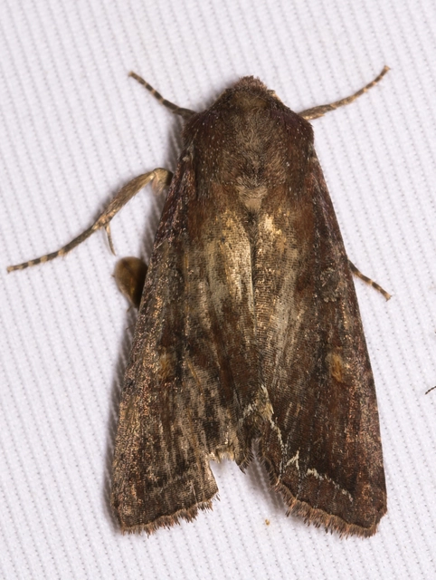 Lacanobia oleracea - saláta-kertibagoly