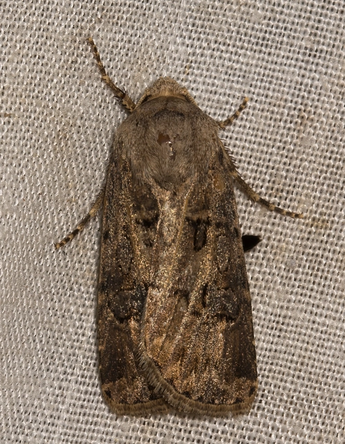 Agrotis bigramma - kétjegyű földibagoly