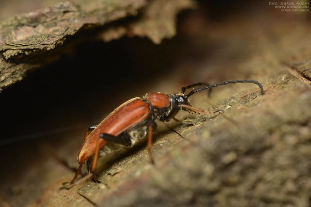Stictoleptura rubra - vörös virágcincér