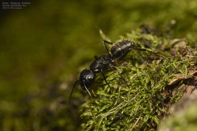 Camponotus vagus - fekete lóhangya