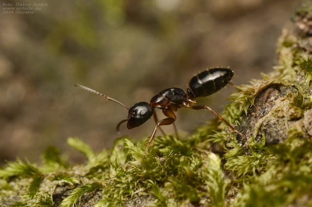 Camponotus fallax - ligeti lóhangya