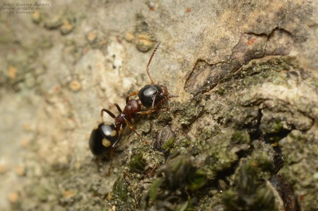 Dolichoderus quadripunctatus - négypettyes erdeihangya