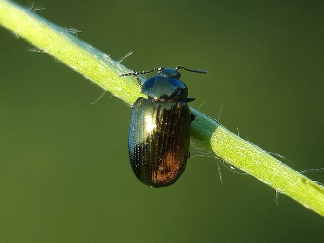 Phratora vitellinae - fűzcserje levélbogár