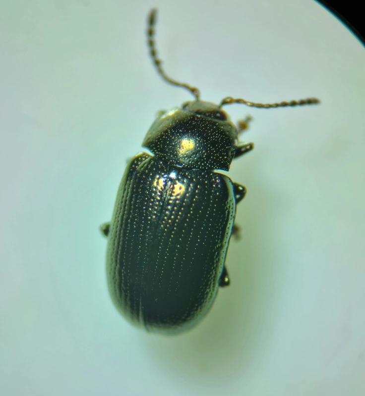 Phratora vitellinae - fűzcserje levélbogár