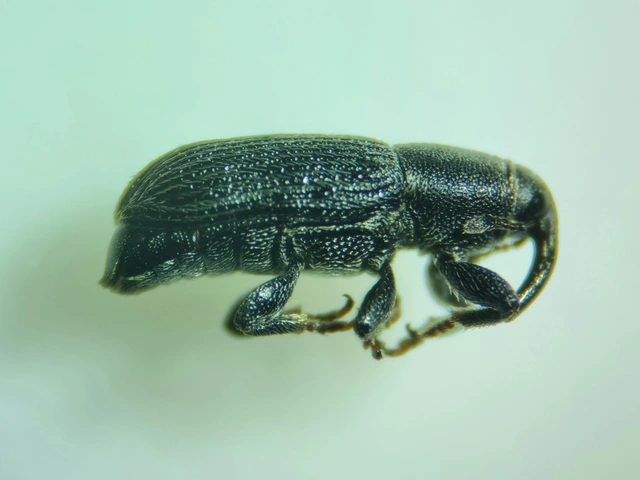 Mecinus pyraster - szélesnyakú útifűormányos