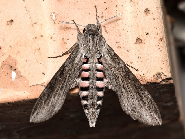 Agrius convolvuli - szulákszender