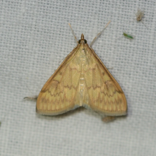 Ostrinia nubilalis - kukoricamoly