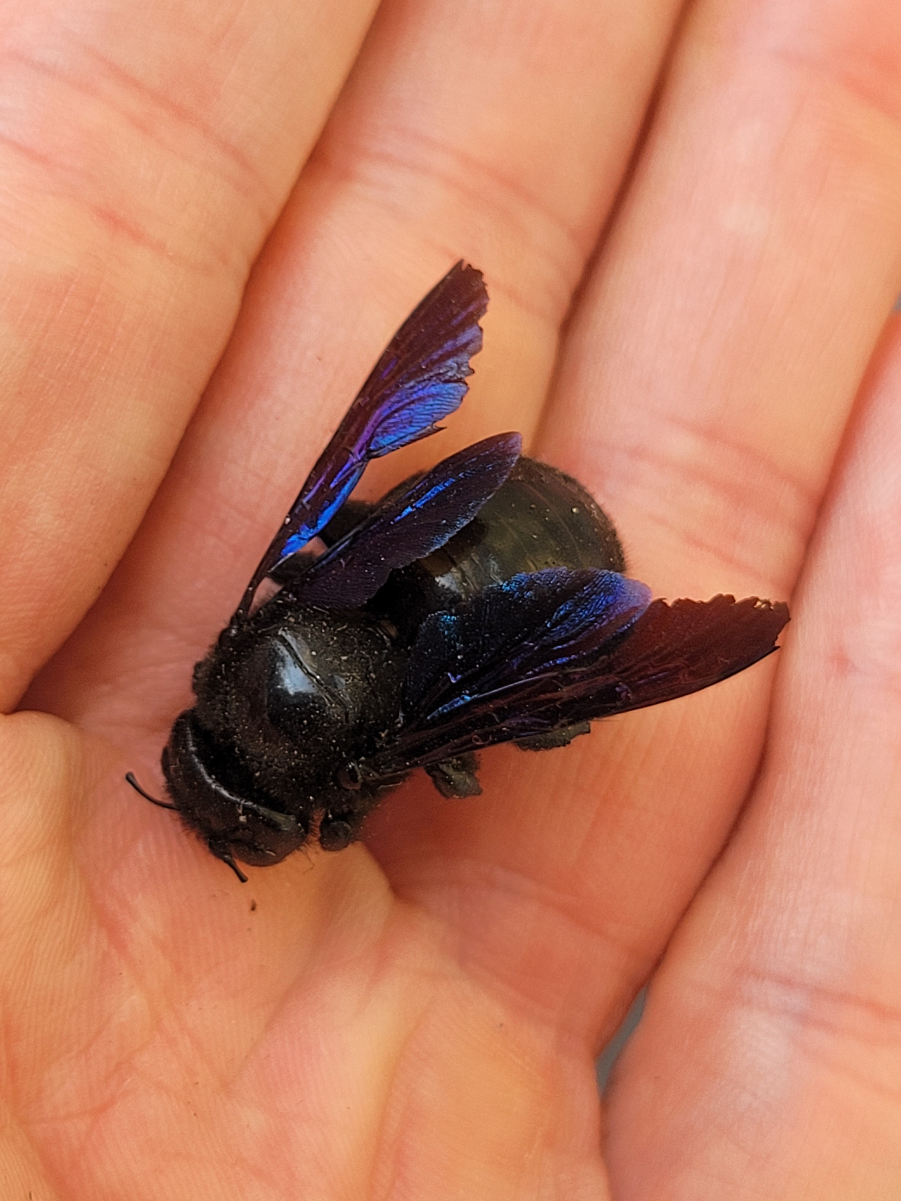 Xylocopa valga - gyakori fadongó