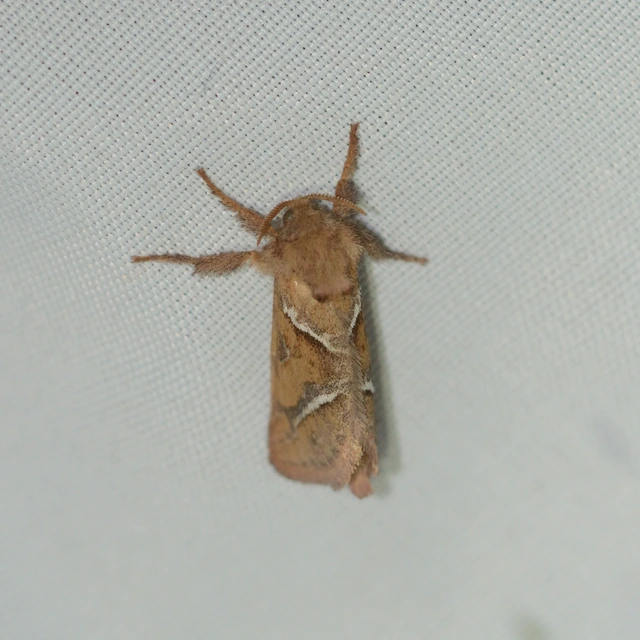 Triodia sylvina - kis gyökérrágólepke