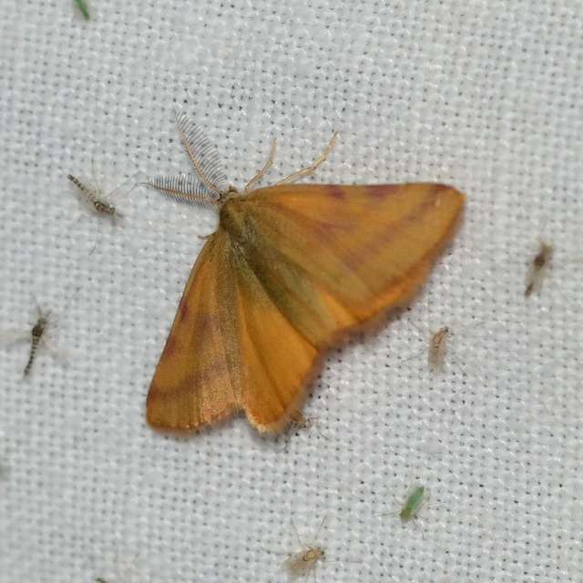 Lythria purpuraria - bíborsávos araszoló