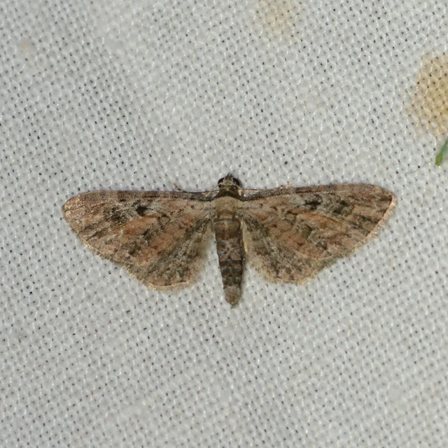 Eupithecia icterata - rozsdafoltos törpearaszoló