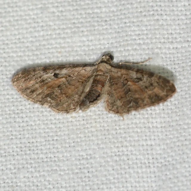 Eupithecia icterata - rozsdafoltos törpearaszoló