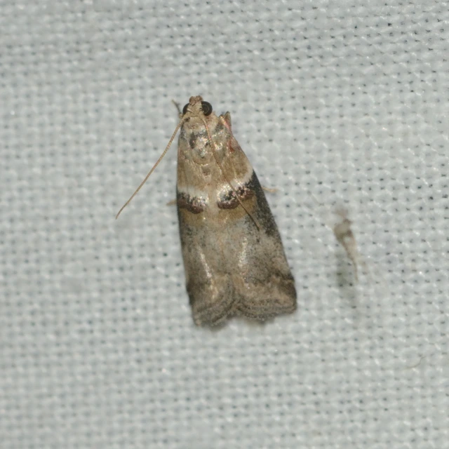 Acrobasis tumidana - bordás karcsúmoly