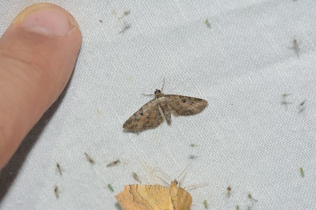 Eupithecia icterata - rozsdafoltos törpearaszoló