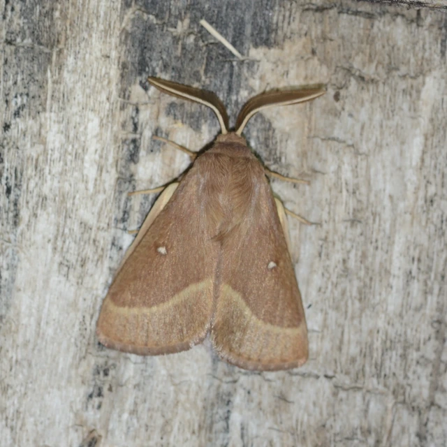 Lasiocampa trifolii - lóhereszövő