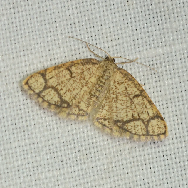 Stegania cararia - gyűrűs nyáraraszoló