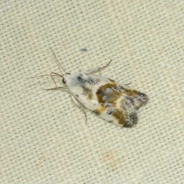 Ponometia candefacta - parlagfűbagoly