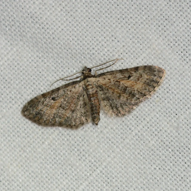Eupithecia icterata - rozsdafoltos törpearaszoló