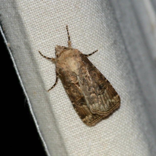 Agrotis bigramma - kétjegyű földibagoly