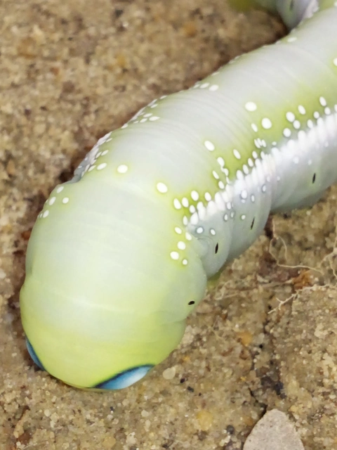 Daphnis nerii - oleanderszender