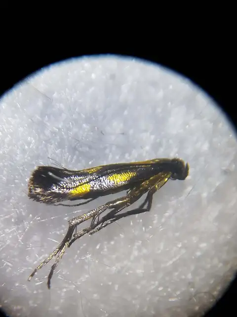 Euspilapteryx auroguttella - orbáncfű-keskenymoly
