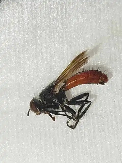 Cylindromyia bicolor