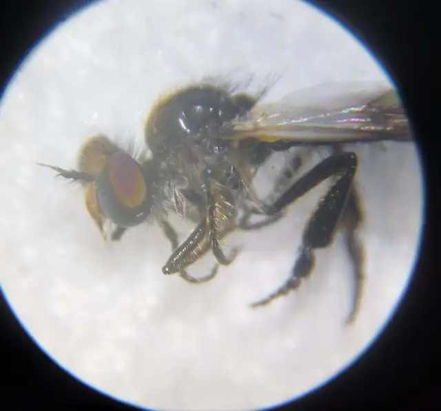 Holopogon nigripennis