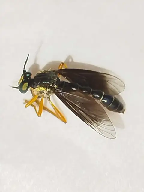 Dioctria flavipennis
