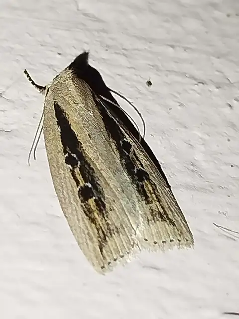 Chilodes maritima - négyfoltos nádibagoly