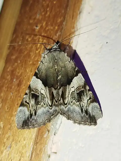 Catocala fulminea - galagonya-övesbagoly