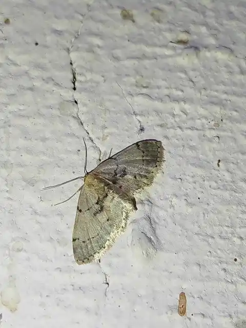 Idaea laevigata - sötétfoltos apróaraszoló