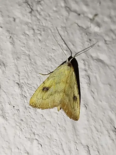 Rivula sericealis - selymes lórombagoly