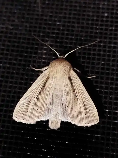 Mythimna straminea - szalmaszínű rétibagoly