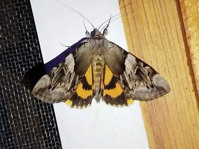 Catocala fulminea - galagonya-övesbagoly