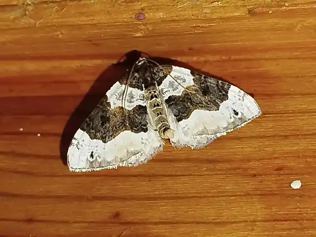 Cosmorhoe ocellata - szemes galajaraszoló