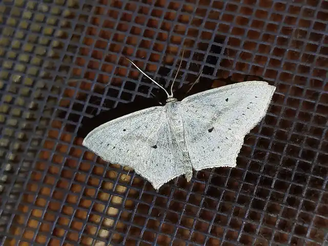 Scopula flaccidaria - alföldi sávosaraszoló