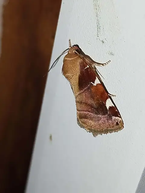 Cosmia diffinis - szilfa-lombbagoly